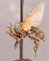  ( - CNC1546992)  @11 [ ] No rights reserved (2022) Unspecified Canadian National Collection of Insects, Arachnids and Nematodes