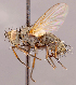  ( - CNC1546993)  @11 [ ] No rights reserved (2022) Unspecified Canadian National Collection of Insects, Arachnids and Nematodes