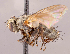  ( - CNC1546996)  @11 [ ] No rights reserved (2022) Unspecified Canadian National Collection of Insects, Arachnids and Nematodes