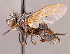  ( - CNC1546997)  @11 [ ] No rights reserved (2022) Unspecified Canadian National Collection of Insects, Arachnids and Nematodes