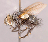  ( - CNC1546998)  @11 [ ] No rights reserved (2022) Unspecified Canadian National Collection of Insects, Arachnids and Nematodes