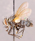  (Phebellia latipalpis - CNC1547000)  @11 [ ] No rights reserved (2022) Unspecified Canadian National Collection of Insects, Arachnids and Nematodes