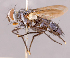  (Neominthoidea - CNC1547007)  @11 [ ] No rights reserved (2022) Unspecified Canadian National Collection of Insects, Arachnids and Nematodes