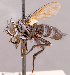  (Neomintho curulis - CNC1547009)  @11 [ ] No rights reserved (2022) Unspecified Canadian National Collection of Insects, Arachnids and Nematodes