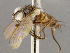  (Galapagosia - CNC1682403)  @11 [ ] No Rights Reserved (2020) Unspecified Canadian National Collection of Insects, Arachnids and Nematodes