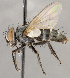  ( - CNC1682404)  @11 [ ] No Rights Reserved (2020) Unspecified Canadian National Collection of Insects, Arachnids and Nematodes
