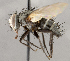  ( - CNC1682405)  @11 [ ] No Rights Reserved (2020) Unspecified Canadian National Collection of Insects, Arachnids and Nematodes
