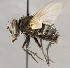  ( - CNC1682411)  @11 [ ] No Rights Reserved (2020) Unspecified Canadian National Collection of Insects, Arachnids and Nematodes