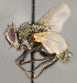  (Myiopharus sp. JO2 - CNC1682412)  @11 [ ] No Rights Reserved (2020) Unspecified Canadian National Collection of Insects, Arachnids and Nematodes