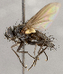  (Opsomeigenia aegrota - CNC1682414)  @11 [ ] No Rights Reserved (2020) Unspecified Canadian National Collection of Insects, Arachnids and Nematodes