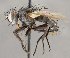  (Opsomeigenia flavipalpis - CNC1682416)  @11 [ ] No Rights Reserved (2020) Unspecified Canadian National Collection of Insects, Arachnids and Nematodes