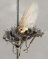  (Opsomeigenia sp. JO1 - CNC1682419)  @11 [ ] No Rights Reserved (2020) Unspecified Canadian National Collection of Insects, Arachnids and Nematodes