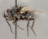  (Opsomeigenia sp. JO2 - CNC1682420)  @11 [ ] No Rights Reserved (2020) Unspecified Canadian National Collection of Insects, Arachnids and Nematodes