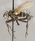  ( - CNC1682421)  @11 [ ] No Rights Reserved (2020) Unspecified Canadian National Collection of Insects, Arachnids and Nematodes