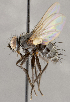  ( - CNC1682422)  @11 [ ] No Rights Reserved (2020) Unspecified Canadian National Collection of Insects, Arachnids and Nematodes