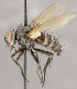  ( - CNC1682423)  @11 [ ] No Rights Reserved (2020) Unspecified Canadian National Collection of Insects, Arachnids and Nematodes