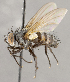  ( - CNC1682424)  @11 [ ] No Rights Reserved (2020) Unspecified Canadian National Collection of Insects, Arachnids and Nematodes