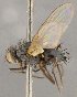  (TachinidaeGEN sp. CH1 - CNC1682432)  @11 [ ] No Rights Reserved (2020) Unspecified Canadian National Collection of Insects, Arachnids and Nematodes