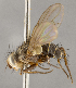  (Ceromya sp. CH1 - CNC1682433)  @11 [ ] No Rights Reserved (2020) Unspecified Canadian National Collection of Insects, Arachnids and Nematodes