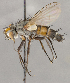  (Epicoronimyia - CNC1682434)  @11 [ ] No Rights Reserved (2020) Unspecified Canadian National Collection of Insects, Arachnids and Nematodes