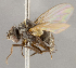  (TachinidaeGEN sp. CH2 - CNC1682435)  @11 [ ] No Rights Reserved (2020) Unspecified Canadian National Collection of Insects, Arachnids and Nematodes