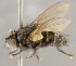  (TachinidaeGEN sp. CH3 - CNC1682436)  @11 [ ] No Rights Reserved (2020) Unspecified Canadian National Collection of Insects, Arachnids and Nematodes
