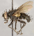  (TachinidaeGEN sp. CH4 - CNC1682437)  @11 [ ] No Rights Reserved (2020) Unspecified Canadian National Collection of Insects, Arachnids and Nematodes