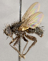  (TachinidaeGEN sp. CH5 - CNC1682438)  @11 [ ] No Rights Reserved (2020) Unspecified Canadian National Collection of Insects, Arachnids and Nematodes