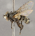  (TachinidaeGEN sp. CH6 - CNC1682439)  @11 [ ] No Rights Reserved (2020) Unspecified Canadian National Collection of Insects, Arachnids and Nematodes