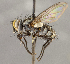  (TachinidaeGEN sp. CH7 - CNC1682440)  @11 [ ] No Rights Reserved (2020) Unspecified Canadian National Collection of Insects, Arachnids and Nematodes