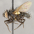  (TachinidaeGEN sp. CH8 - CNC1682441)  @11 [ ] No Rights Reserved (2020) Unspecified Canadian National Collection of Insects, Arachnids and Nematodes