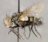  (Chetogena sp. CH1 - CNC1682443)  @11 [ ] No Rights Reserved (2020) Unspecified Canadian National Collection of Insects, Arachnids and Nematodes