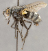  (TachinidaeGEN sp. CH9 - CNC1682447)  @11 [ ] No Rights Reserved (2020) Unspecified Canadian National Collection of Insects, Arachnids and Nematodes