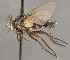 ( - CNC1682455)  @11 [ ] No Rights Reserved (2020) Unspecified Canadian National Collection of Insects, Arachnids and Nematodes