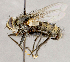  ( - CNC1699471)  @11 [ ] No rights reserved (2021) Unspecified Canadian National Collection of Insects, Arachnids and Nematodes