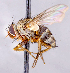  ( - CNC1699492)  @11 [ ] No rights reserved (2021) Unspecified Canadian National Collection of Insects, Arachnids and Nematodes