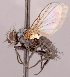  ( - CNC1699493)  @11 [ ] No rights reserved (2022) Unspecified Canadian National Collection of Insects, Arachnids and Nematodes