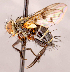  ( - CNC1699516)  @11 [ ] No rights reserved (2021) Unspecified Canadian National Collection of Insects, Arachnids and Nematodes