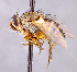 ( - CNC1699547)  @11 [ ] No rights reserved (2021) Unspecified Canadian National Collection of Insects, Arachnids and Nematodes