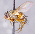  ( - CNC1699554)  @11 [ ] No rights reserved (2021) Unspecified Canadian National Collection of Insects, Arachnids and Nematodes