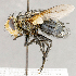  ( - CNC1699576)  @11 [ ] No rights reserved (2021) Unspecified Canadian National Collection of Insects, Arachnids and Nematodes