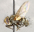 ( - CNC1699622)  @11 [ ] No rights reserved (2021) Unspecified Canadian National Collection of Insects, Arachnids and Nematodes