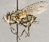  (Cryptomeigenia sp. GER4 - CNC1699666)  @11 [ ] No rights reserved (2021) Unspecified Canadian National Collection of Insects, Arachnids and Nematodes