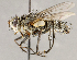  ( - CNC1699667)  @11 [ ] No rights reserved (2021) Unspecified Canadian National Collection of Insects, Arachnids and Nematodes
