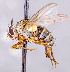  ( - CNC1699679)  @11 [ ] No rights reserved (2021) Unspecified Canadian National Collection of Insects, Arachnids and Nematodes