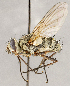  ( - CNC1699711)  @11 [ ] No rights reserved (2021) Unspecified Canadian National Collection of Insects, Arachnids and Nematodes