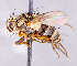  ( - CNC1699722)  @11 [ ] No rights reserved (2021) Unspecified Canadian National Collection of Insects, Arachnids and Nematodes