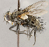  (Euptilopareia - CNC1699748)  @11 [ ] No rights reserved (2021) Unspecified Canadian National Collection of Insects, Arachnids and Nematodes