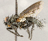  ( - CNC1699755)  @11 [ ] No rights reserved (2021) Unspecified Canadian National Collection of Insects, Arachnids and Nematodes