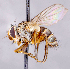  ( - CNC1699761)  @11 [ ] No rights reserved (2021) Unspecified Canadian National Collection of Insects, Arachnids and Nematodes